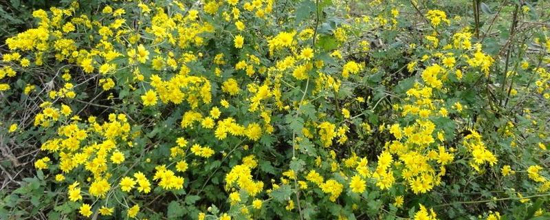 野菊花的花期，附种植技术（野菊花生长条件）