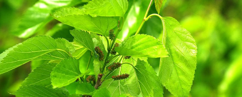 蛋白桑怎么种植，附其种植效益（蛋白桑种植一亩收益）