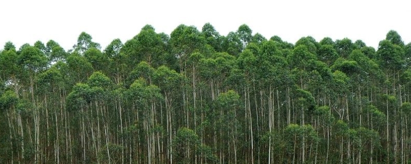 桉树种植技术，桉树种植环境要求（桉树的栽培技术）