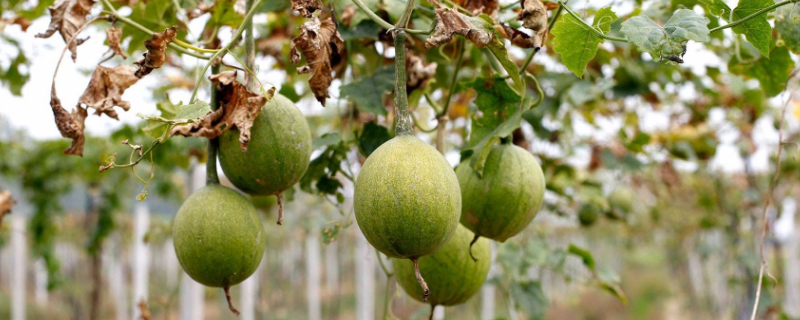 瓜蒌的种植方法，有哪些要点 瓜蒌子的种植条件