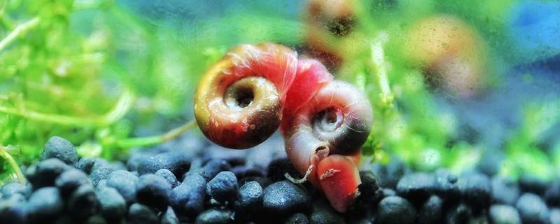 苹果螺的养殖方法，这七点是关键 苹果螺怎么养?苹果螺吃什么?