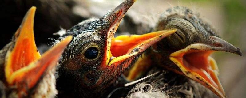 雏鸟怎么养，需少量多次进行喂食 雏鸟要喂多久可以自己吃食