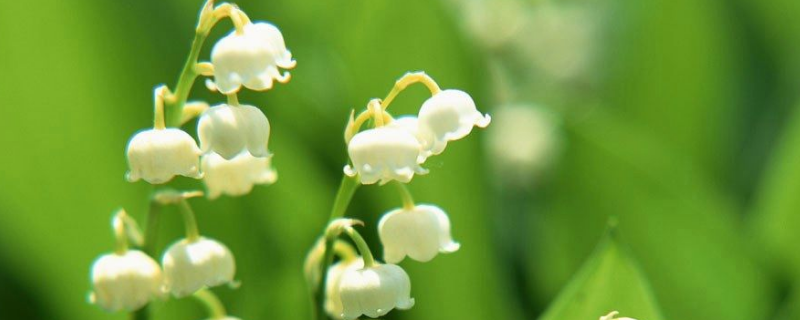 怎么种铃兰花根，有哪些要点 铃兰花的根