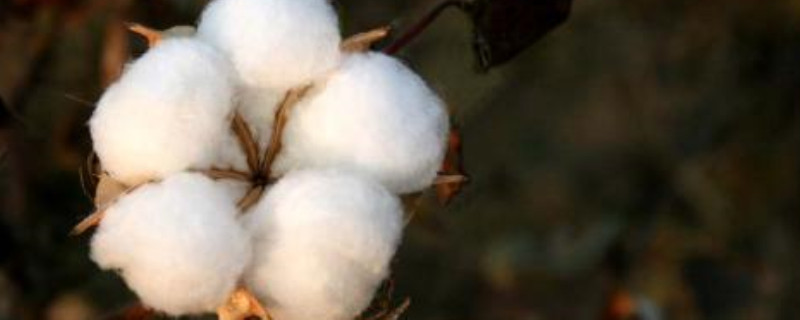 新陆中68棉花品种特性 新陆中78棉种特性
