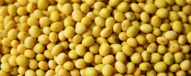 一亩大豆固氮多少 一亩大豆可固氮8千克相当于