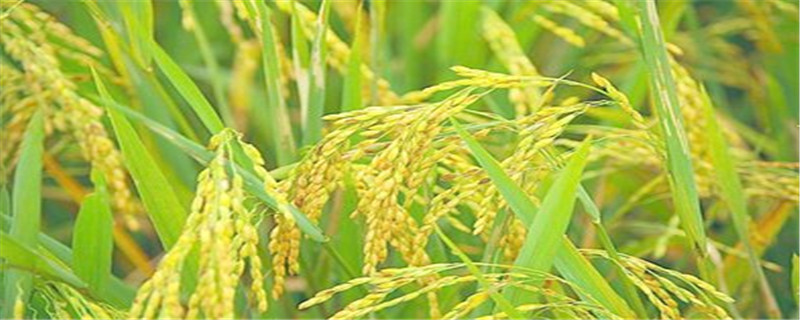 公稻子是怎么形成的 公稻子是种子的原因吗