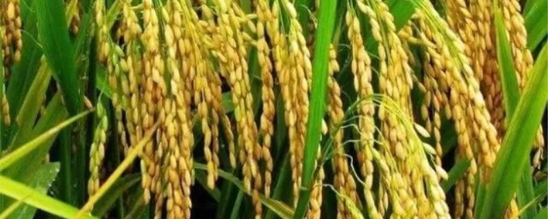 水稻田除草剂有哪些 水稻田常用除草剂