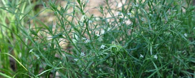 百蕊草一亩产量多少 百蕊草种植基地