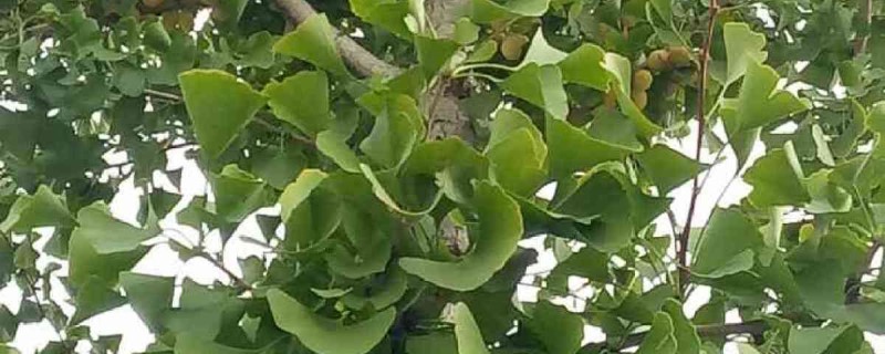 银杏树种植时间（银杏树种植时间一年能长多高）