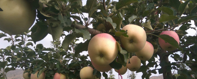 牛奶苹果是什么品种 牛奶苹果是什么苹果