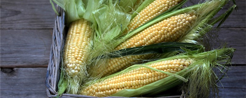 玉米千粒重一般是多少 玉米千粒重是什么意思