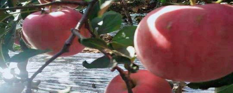 洛川苹果几月份成熟（洛川苹果成熟期）