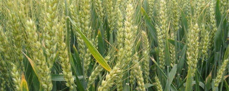 小麦除草剂使用时间 小麦除草剂的使用时间