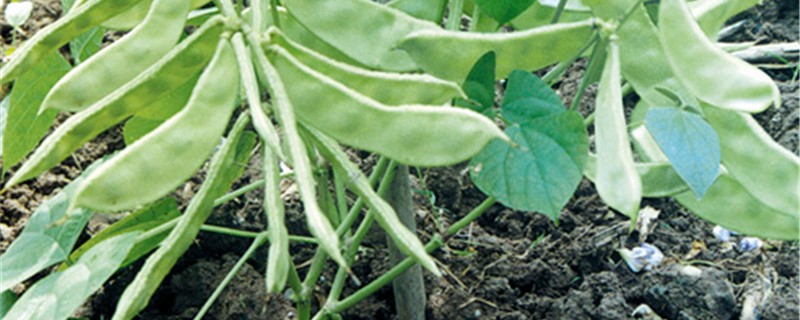 扁豆种植方法和时间（扁豆种植方法和时间视频）