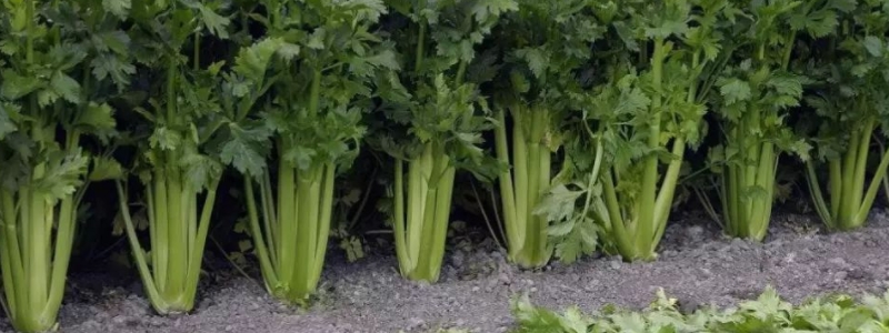 香芹的种植方法，有哪些技术要点 香芹菜的种植方法