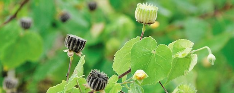 中药磨盘草又叫什么，附其种植技术要点