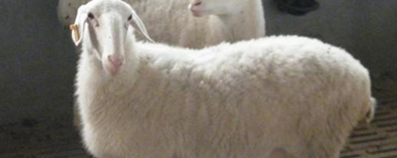 湖羊养殖技术，性成熟时间较早 湖羊的养殖特点