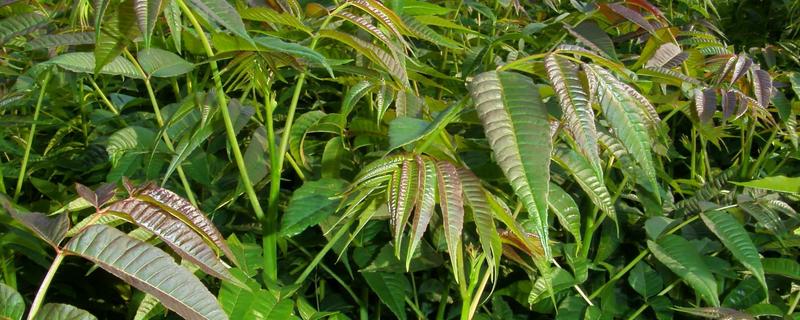 怎样种植香椿，附其生物学特征（香椿树的根系特点）