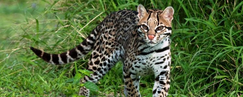 豹猫是几级保护动物，以及它的特征 豹猫是我国几级保护动物