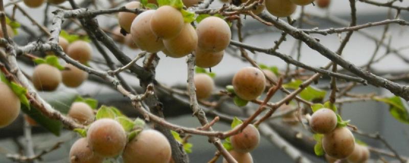 黑枣树种植几年结果 黑枣树几年结果?