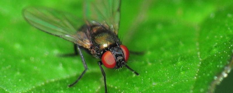 绿头苍蝇，附形态特征及生命周期（大头金蝇成虫的形态特征为）