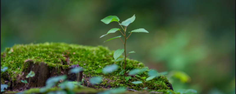 种植什么树苗赚钱（苗圃种什么树赚钱快）