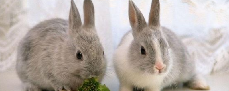 兔子是如何繁殖的，兔子是怎么养的（兔子是如何繁殖的?）