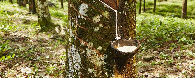 橡胶树的寿命有多长，主要分布在哪 橡胶树一般生长在哪里