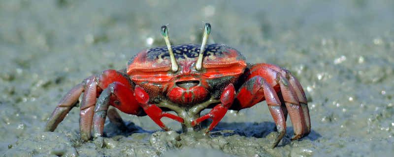 小螃蟹可不可以生吃，附螃蟹的做法（螃蟹怎么生吃螃蟹的吃法）