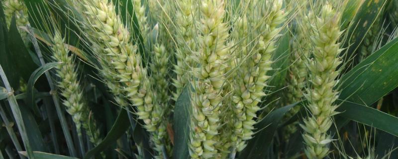 小麦种植技术，深耕细翻并施足底肥 小麦减垄增地种植技术模式