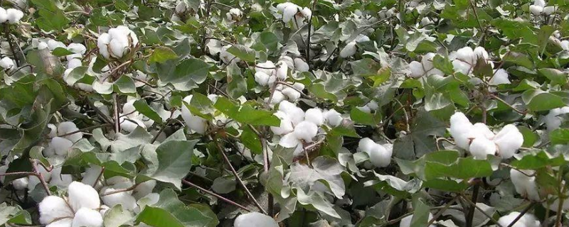 棉花种植技术，附种植条件（棉花栽培技术）