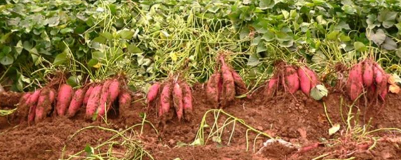 红薯高效种植技术，从以下几点入手 红薯栽培技术要点