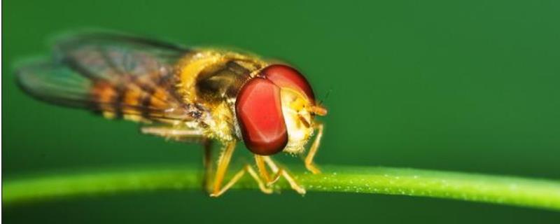赤眼蜂，附生活习性及代表物种（赤眼蜂分布）