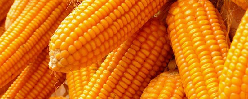玉米常见种类，每个品种都各具特点 玉米的品种及品种特点