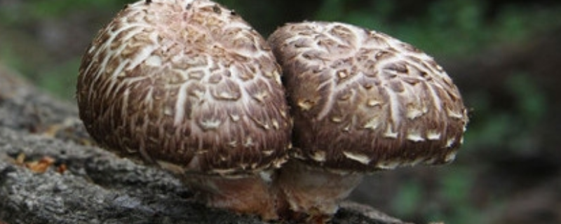 椴木香菇栽培技术，附病虫害防治 椴木香菇的种植技术与管理