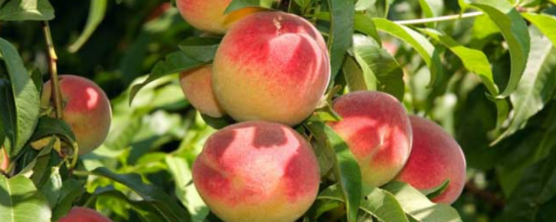 桃子结果需要几年，常见品种有哪些 桃子的品种和成熟时间