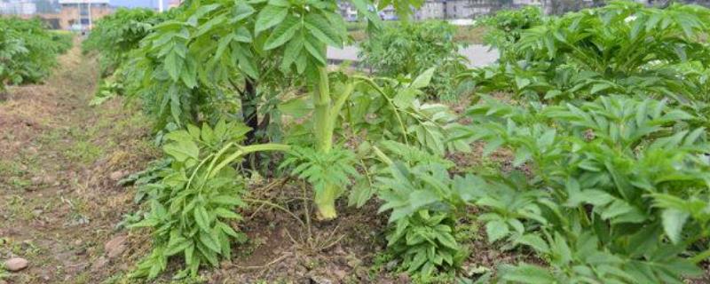 白芨种苗价格多少钱 求购白芨种苗