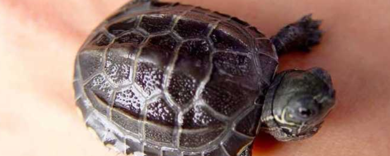 草龟跟巴西龟有什么不同，该如何养乌龟