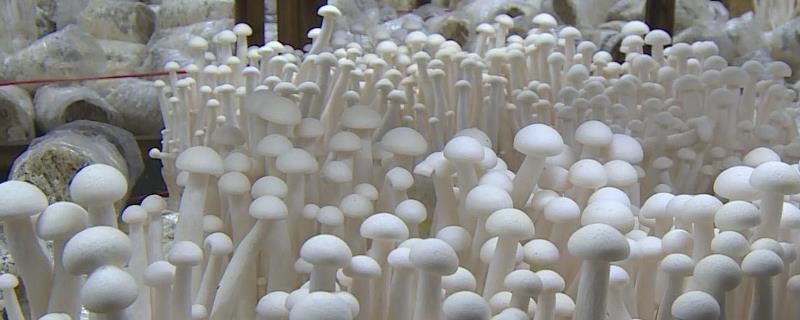 海鲜菇栽培技术，附酸碱度要求 海鲜菇栽培种配方