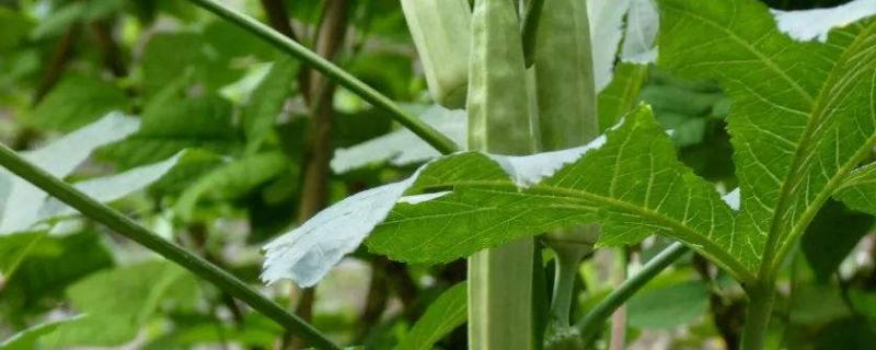 黄秋葵种植技术，种植前施足底肥 黄秋葵结果要施什么肥好