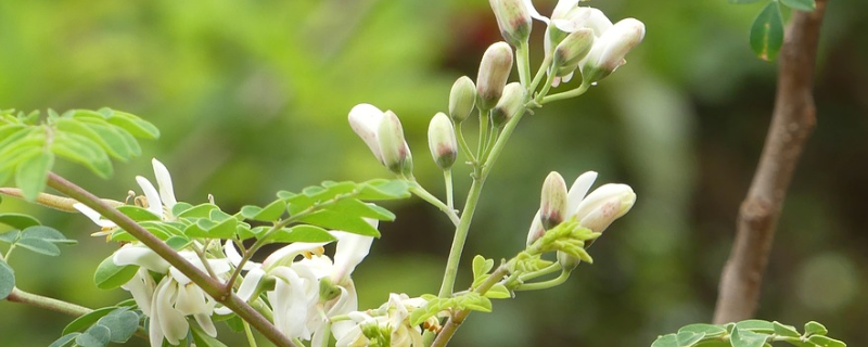 辣木树开花结果需要几年，辣木有什么栽培条件