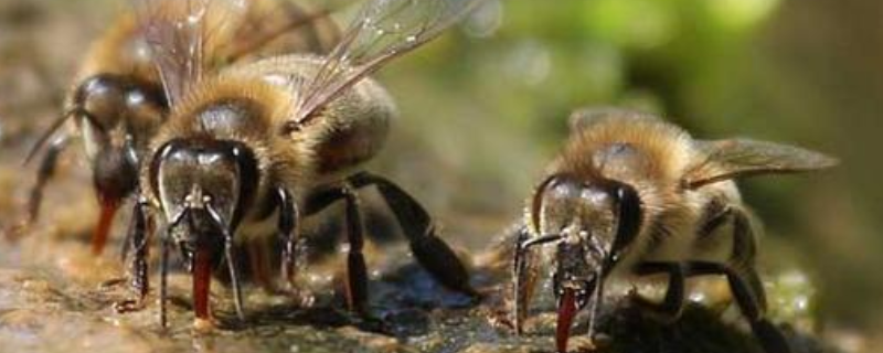 侦查蜂来了多久诱来蜂群，详细如下 蜂箱来侦查蜂多久来蜂群
