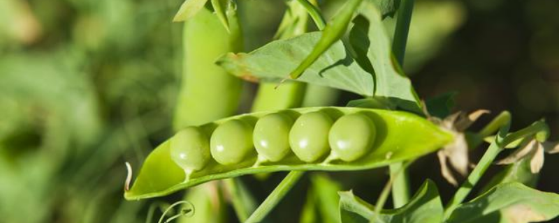 豌豆苗种植技术，豌豆苗采收工作（豌豆苗生产技术）