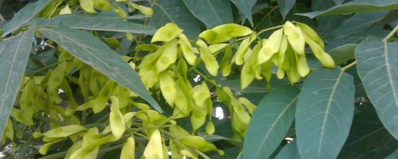 臭椿树的种植技术，生长习性是什么 椿树的种类及特性