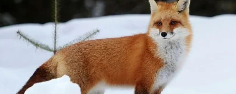 红狐是一种什么样的生物 龙狐是什么生物