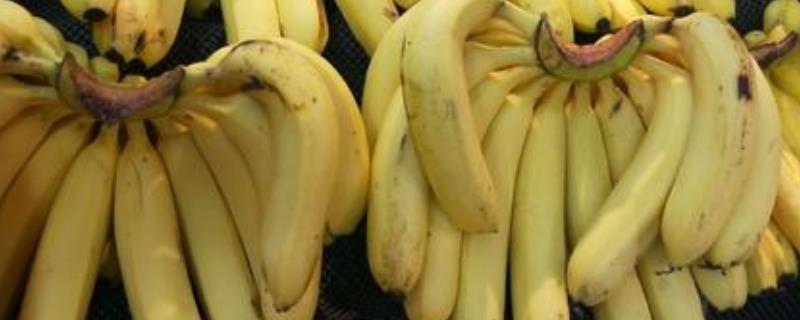 香蕉的栽培技术，香蕉的分布情况（香蕉的生长环境和特征介绍）