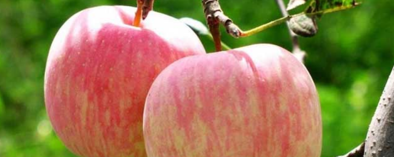 苹果的种植条件，从以下几方面入手 苹果栽种条件是什么