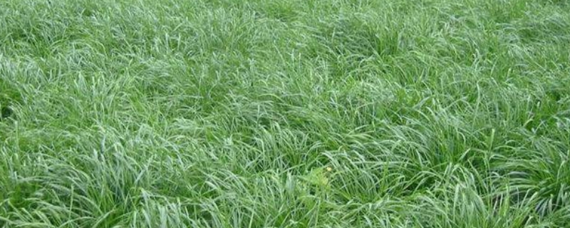 黑麦草种子种植方法，附生长习性 黑麦草的栽培技术
