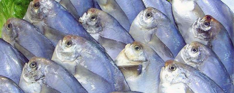 平鱼和鲳鱼有什么不同，平鱼的做法（平鱼和鲳鱼如何区分）