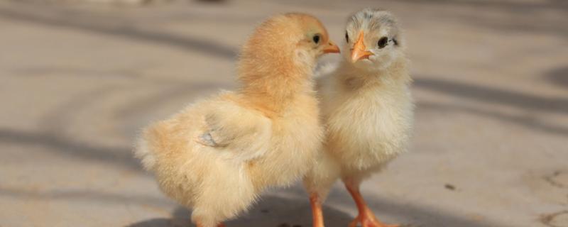 小鸡的食物习性，附小鸡的养法 小鸡的防疫与饲养